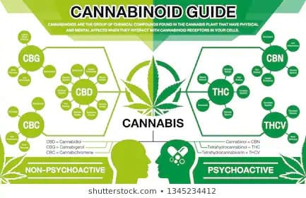 Cannabinoid study