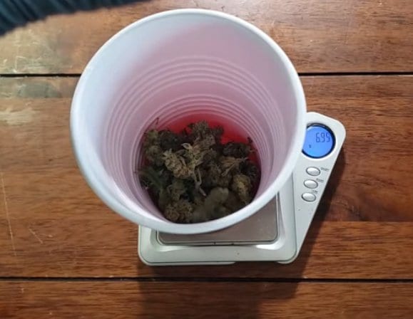 weighing marijuana flowers on a scale