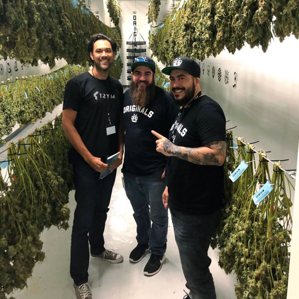 cannabis_dry_room