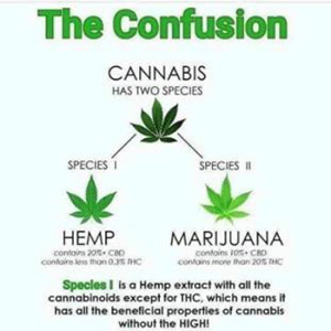 cannabis-species