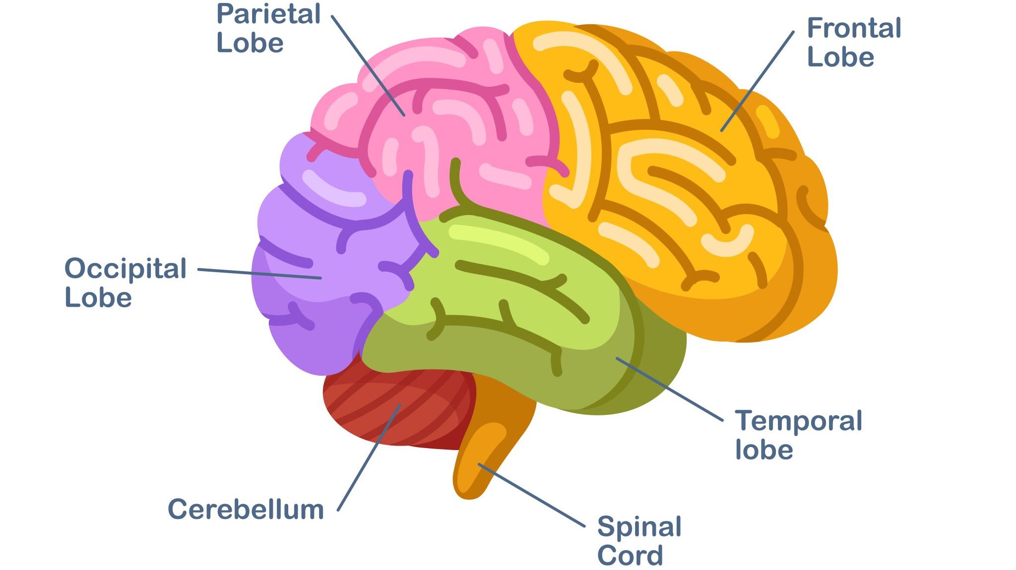 brainmap