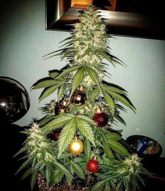 marijuana-Christmas-tree