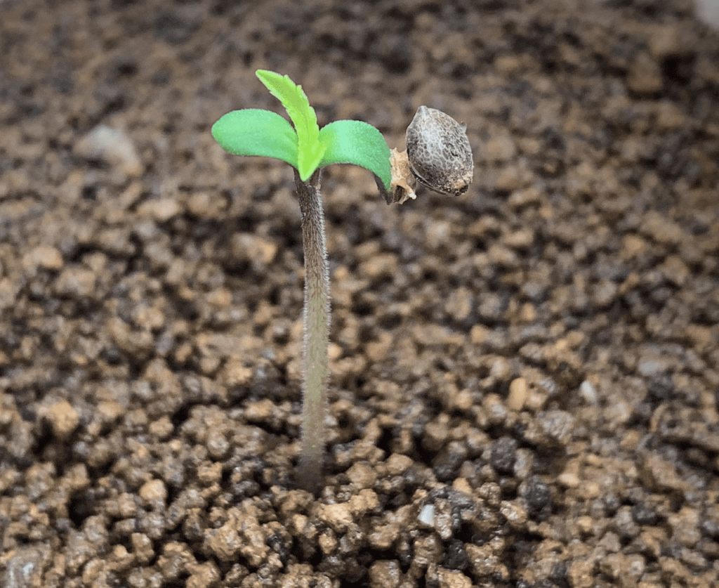 seeding-cannabis-hemp