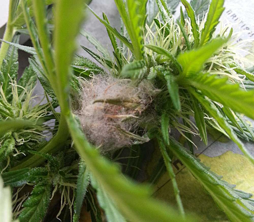 Bud Rot: 3 Ways To Avoid Moldy Weed and Keep it Healthy