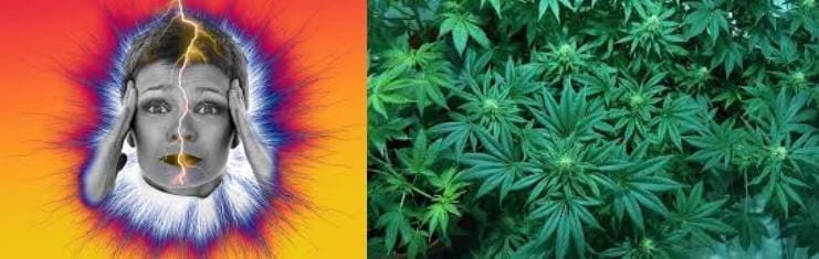 Marijuana And Migraines : How Conclusive Are Current Research Results?