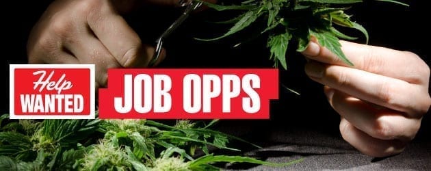 Marijuana Job Opportunities : New Work In The Marijuana Industry