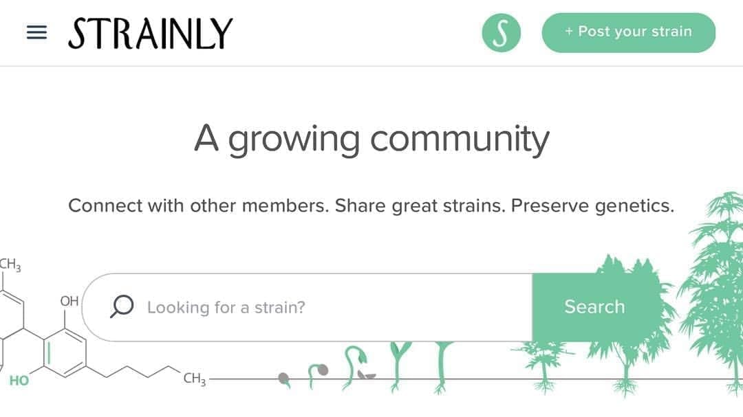 Strainly : Have You Been Searching For The Perfect Strain?