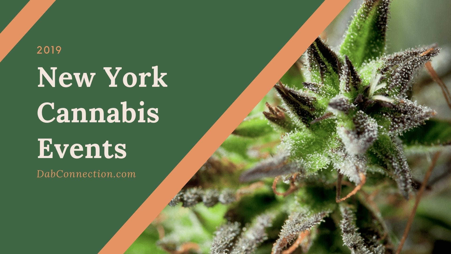 Cannabis Events in New York 2019