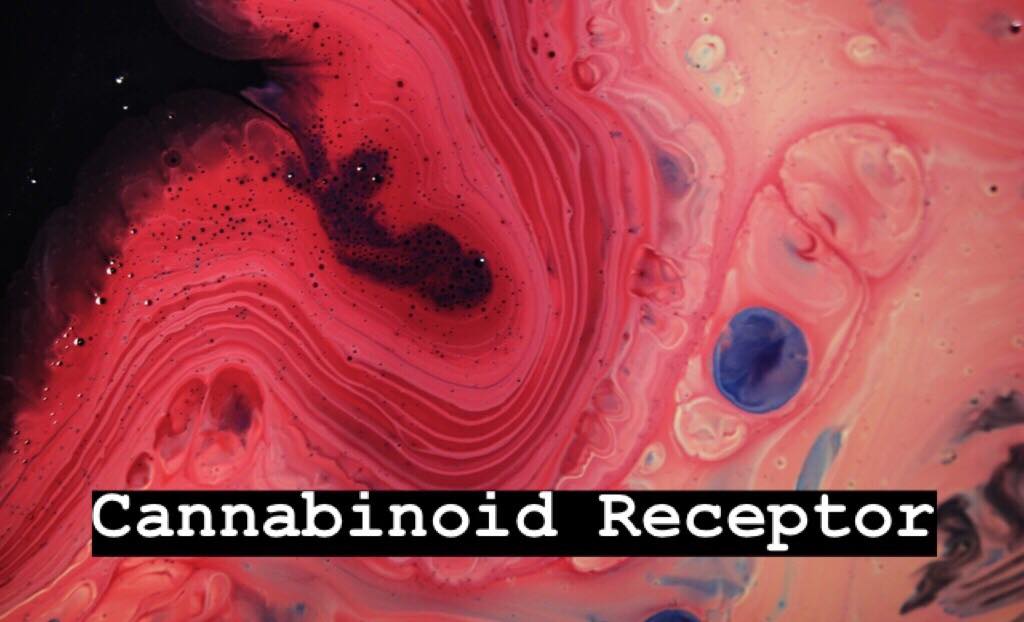 Cannabinoid Receptors