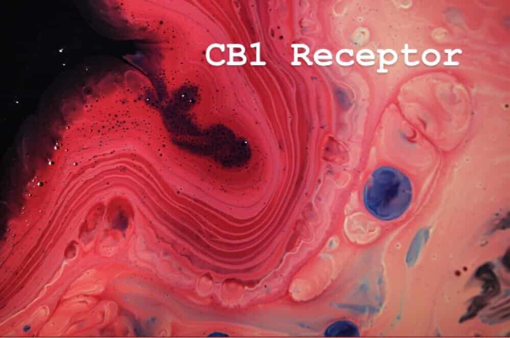 CB1 Receptor