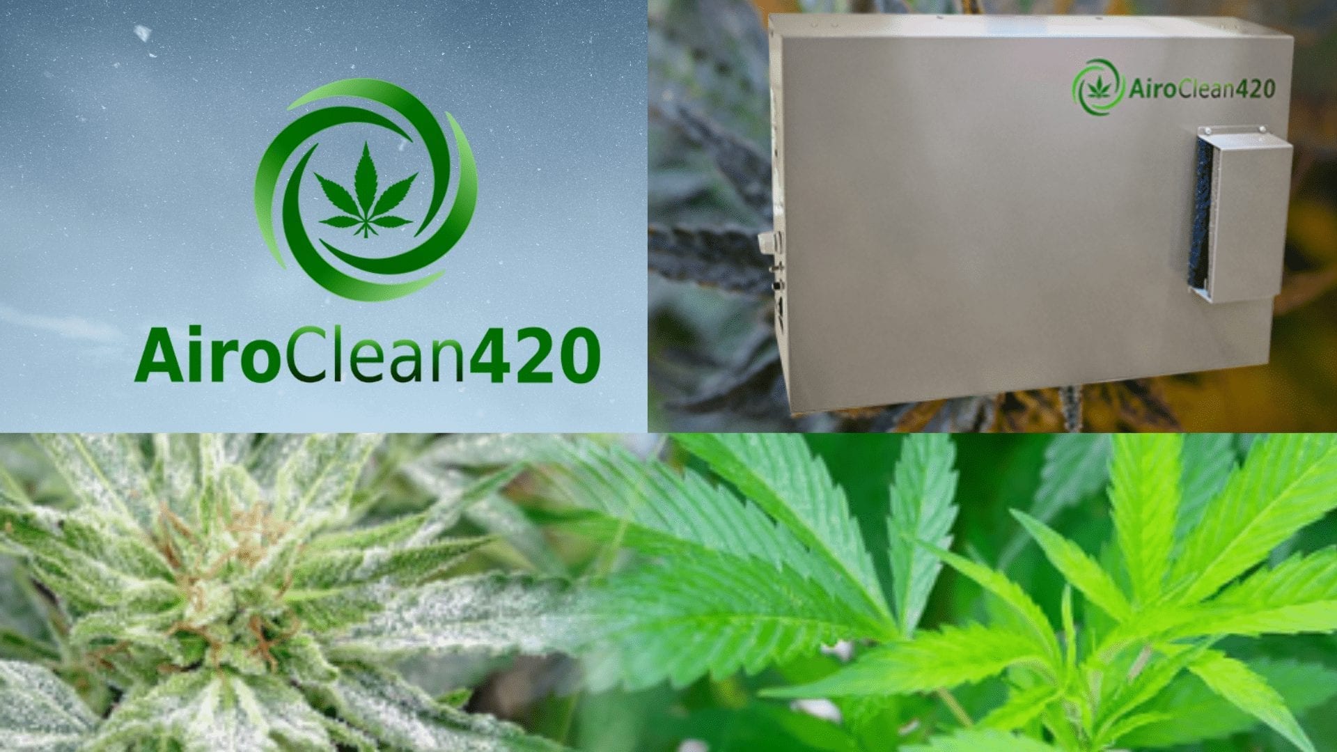 AiroClean420 : Stop Powdery Mildew, No Emissions