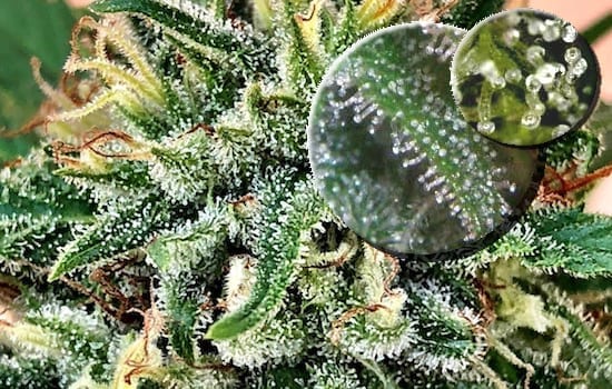 Trichomes