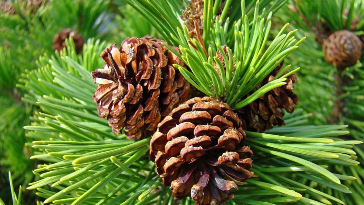 Pinene : A Cannabis Terpene