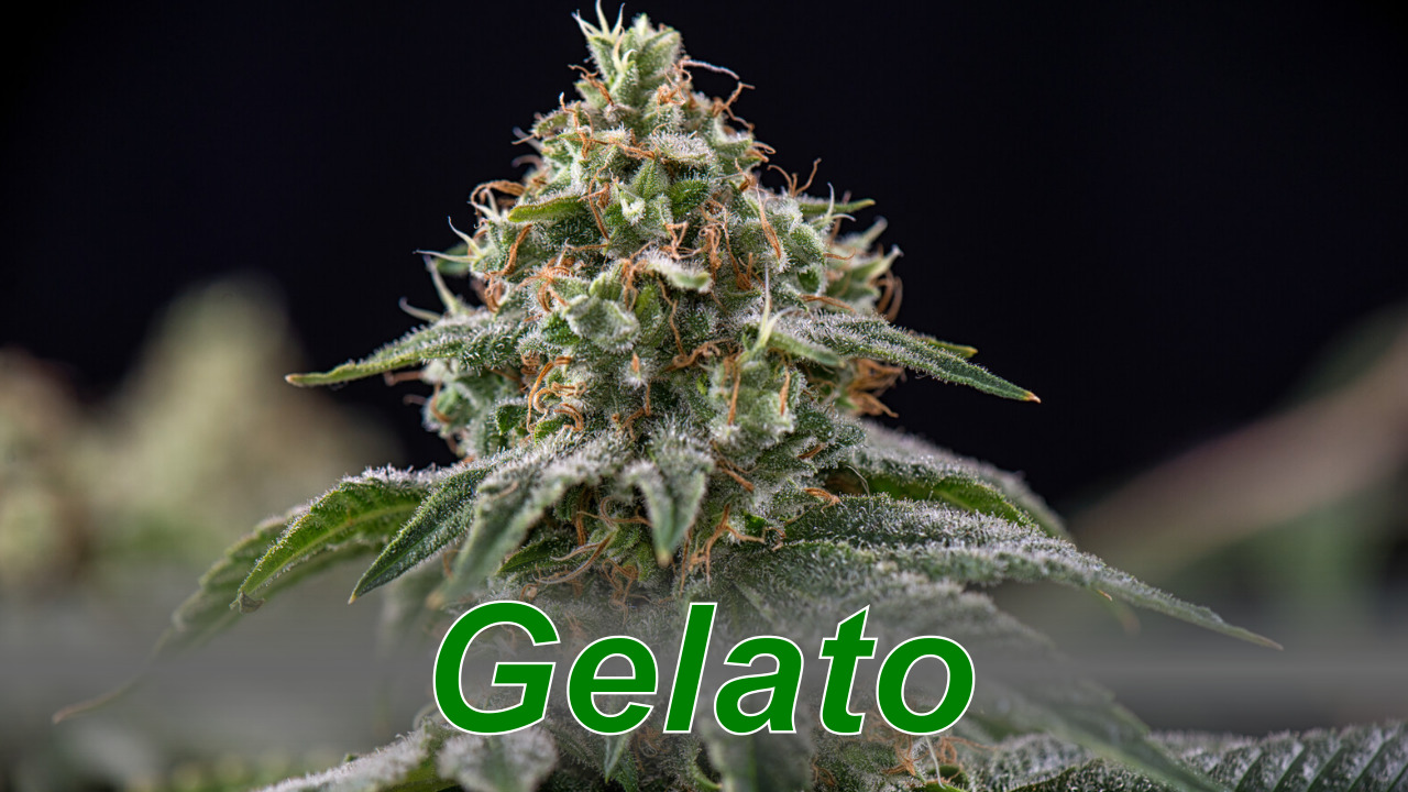 Gelato – Cannabis Strain