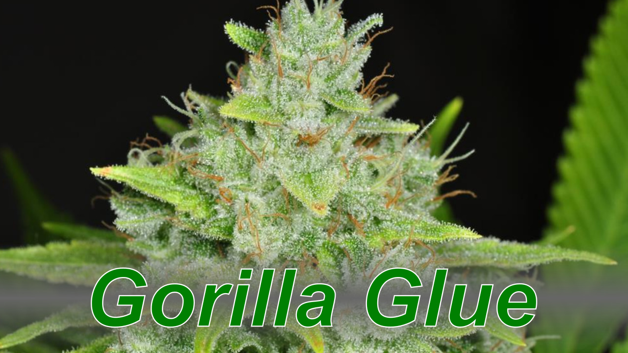 Gorilla Glue – Cannabis Strain