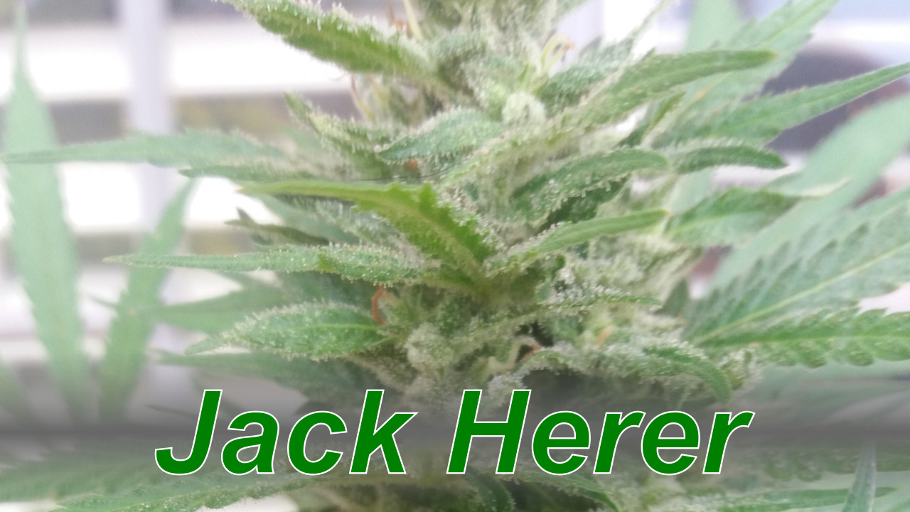 Jack Herer – Cannabis Strain