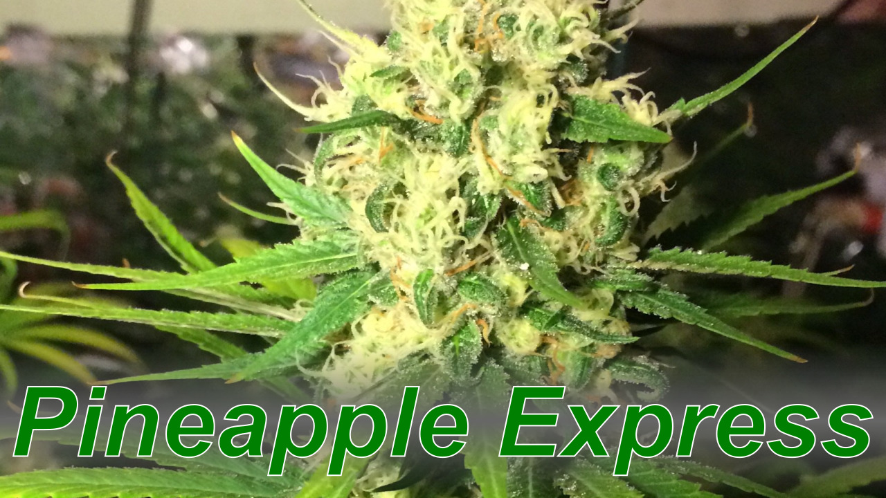 Pineapple Express – Cannabis Strain