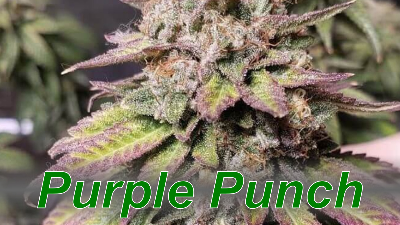 Purple Punch – Cannabis Strain