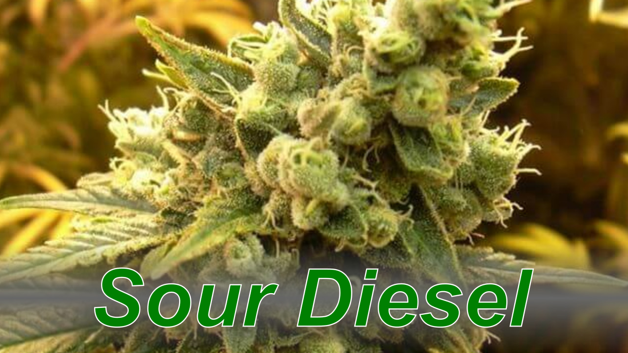 Sour Diesel – Cannabis Strain