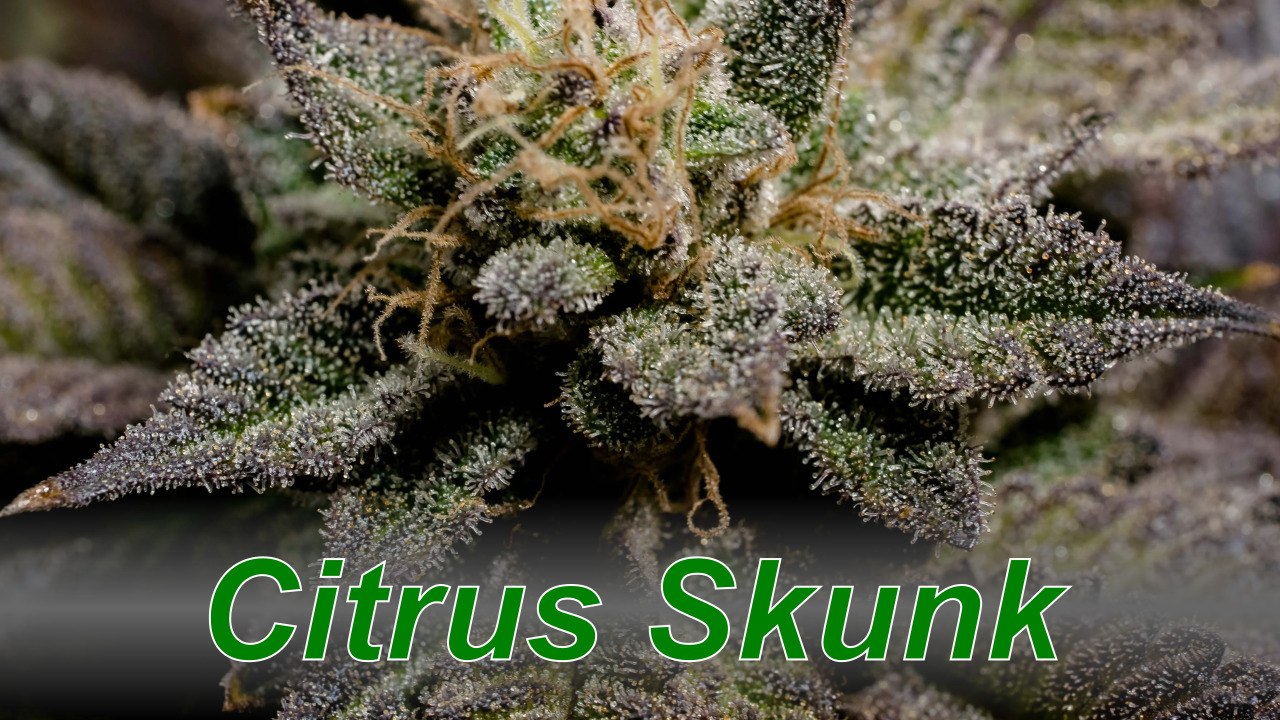 Citrus Skunk – Cannabis Strain