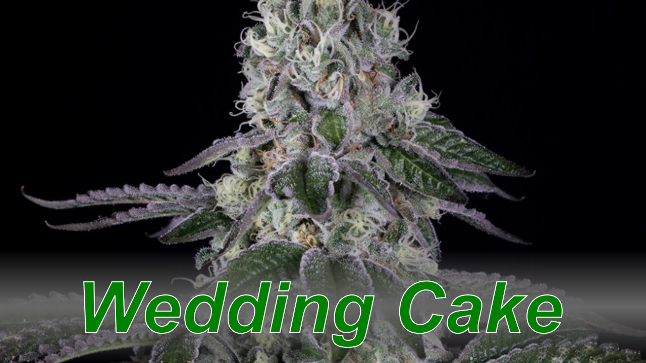 Wedding Cake – Cannabis Strain