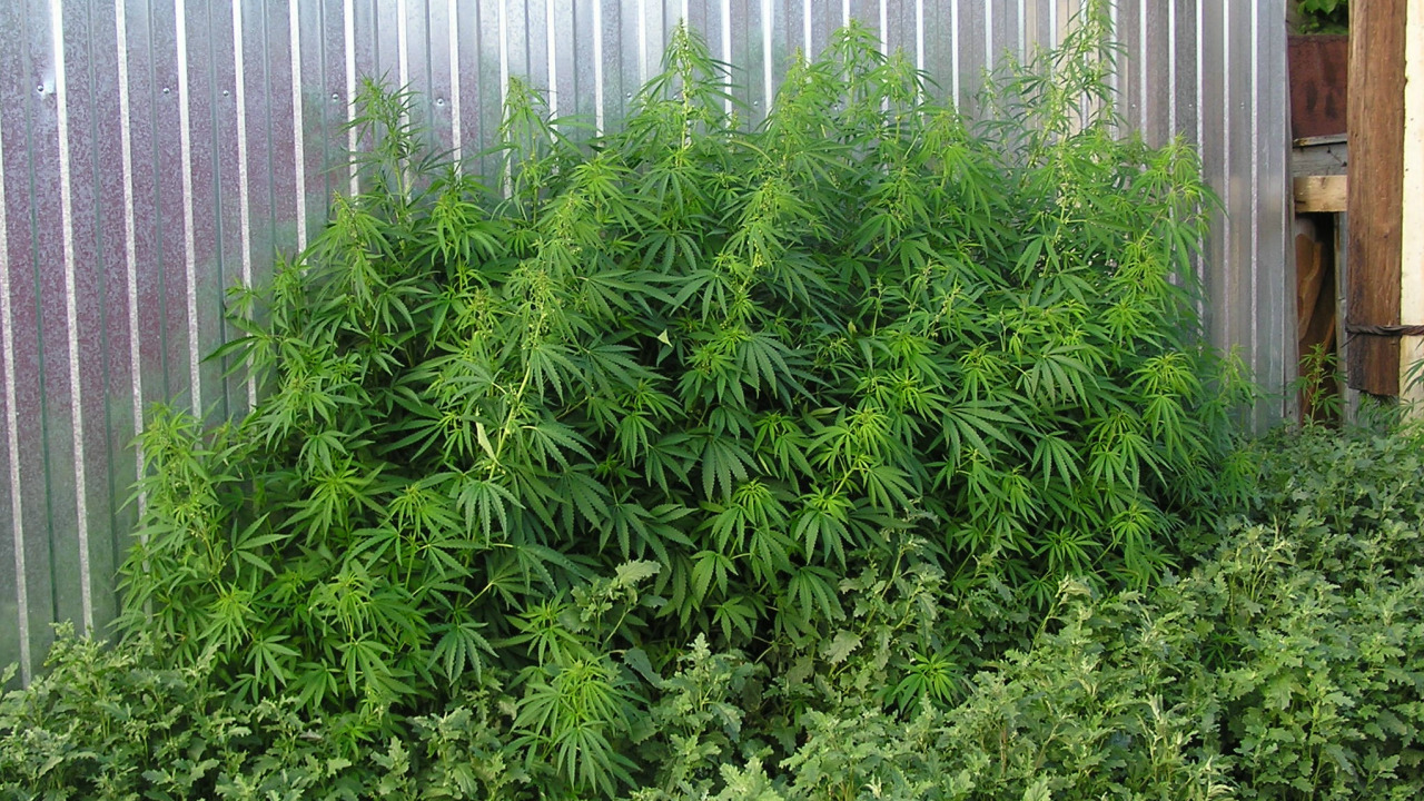 How to Grow Cannabis in Your Backyard