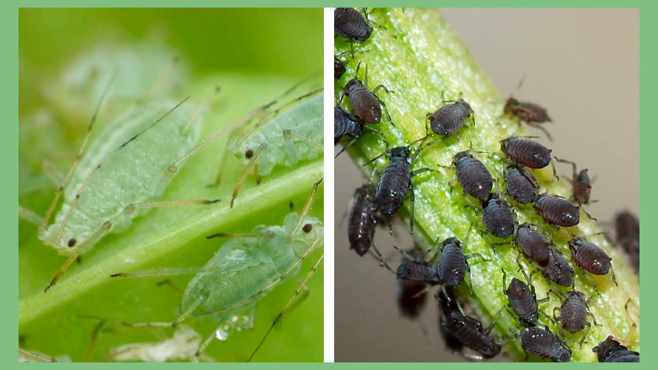 Dealing with Cannabis Pests and Bugs: Identification and Control