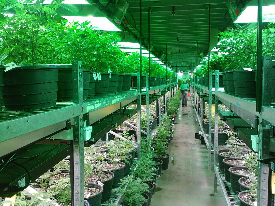 Sustainable Dispensary: What Is Going Green