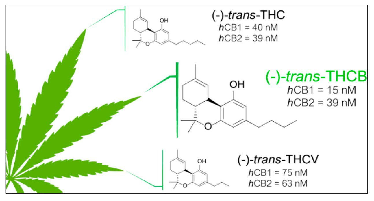 THC-B