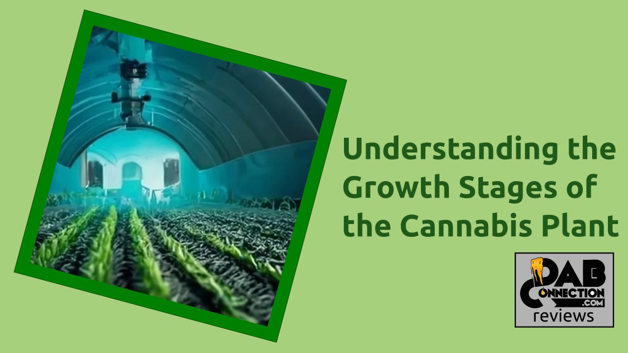 Understanding the Growth Stages of the Cannabis Plant